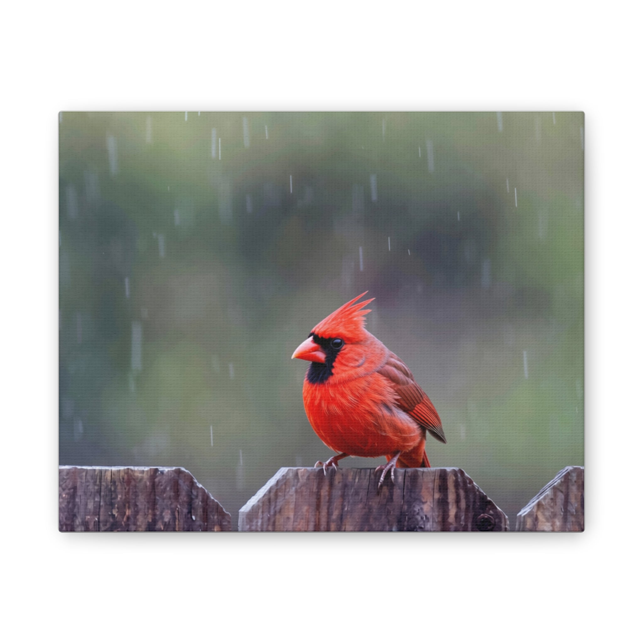 Northern Cardinal Canvas Stretched, 0.75"