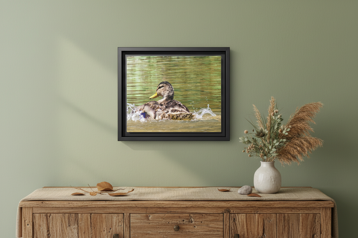 Mallard Duck Matte Canvas, Framed (Multi-color)